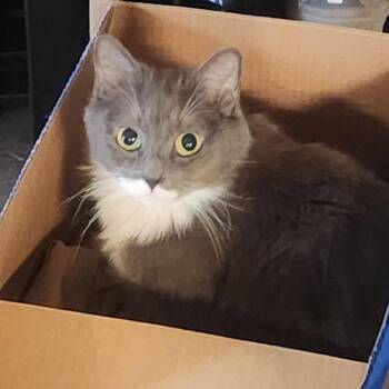 Domestic Medium Hair Cats Available for Adoption in San Jose, California - Rosie | PetCurious