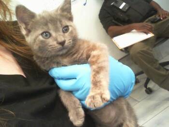 A1269232 -  Domestic Short Hair Cat for Adoption in Charlotte, North Carolina - A1269232 | PetCurious