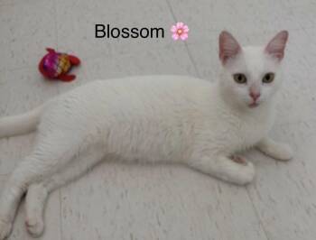 Domestic Short Hair Cats Available for Adoption in Oakland Park, Florida - Blossom | PetCurious