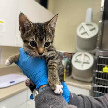 Domestic Short Hair Cats Available for Adoption in Bastrop, Texas - Ms Wigglebutt 26-05-106 | PetCurious