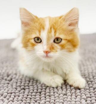 Tyler is a living doll - adores his sister Taylor -  Ragdoll and Maine Coon Cat Available for Adoption in Bedford Hills, New York - Tyler Is A Living Doll - Adores His Sister Taylor | PetCurious