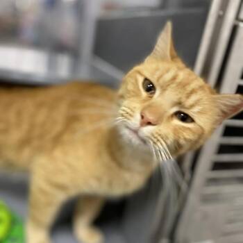 Domestic Short Hair Cats Available for Adoption - Jima | PetCurious