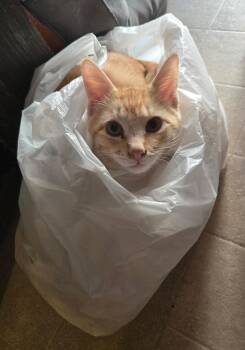 Mr. Dingles -  Domestic Short Hair Cat Available for Adoption in Sioux Falls, South Dakota - Mr. Dingles | PetCurious