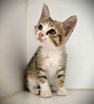Rescue Domestic Short Hair Cats for Adoption in Texas City, Texas - PAPAYA | PetCurious