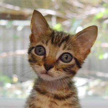 Emerald -  Domestic Short Hair Cat for Adoption in Bulverde, Texas - Emerald | PetCurious
