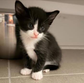 Bistro -  Domestic Short Hair Cat for Adoption in Chamblee, Georgia - Bistro | PetCurious