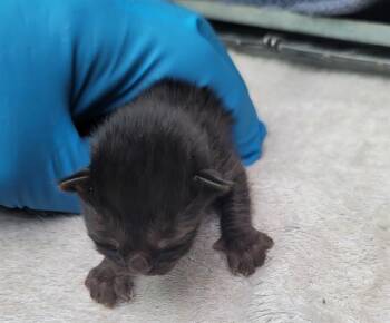 American Shorthair Cats Available for Adoption in Dallas, Texas - MONEY | PetCurious