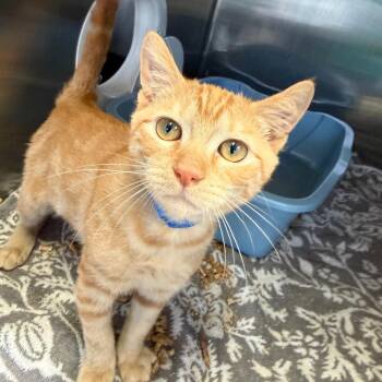 Horchata -  Domestic Short Hair Cat for Adoption in Lakeland, Florida - Horchata | PetCurious