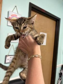 Birdie -  Domestic Short Hair Cat for Adoption in Mobile, Alabama - Birdie | PetCurious
