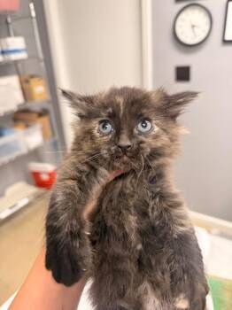 Domestic Short Hair Cats Available for Adoption in Burnsville, North Carolina - Dempsey | PetCurious