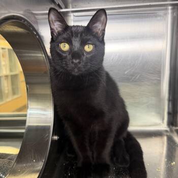Benson -  Domestic Short Hair Cat for Adoption in Palm Springs, California - Benson | PetCurious