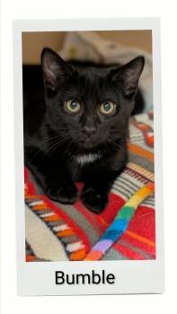 Bumble -  Domestic Short Hair Cat for Adoption in Caistor Centre, Ontario - Bumble | PetCurious