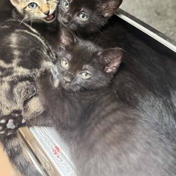 Fanta -  Domestic Short Hair Cat for Adoption in Jacksboro, Tennessee - Fanta | PetCurious