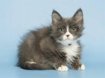 NELSON -  Domestic Short Hair Cat for Adoption in Phoenix, Arizona - NELSON | PetCurious