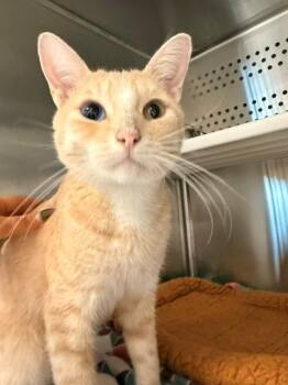 Pierre -  Domestic Short Hair Cat for Adoption in Fayetteville, Arkansas - Pierre | PetCurious
