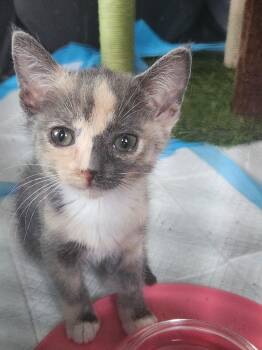 Genesis -  Domestic Short Hair Cat for Adoption in Rio Linda, California - Genesis | PetCurious