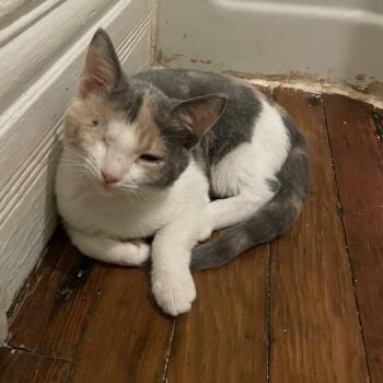 Crayola -  Domestic Short Hair Cat for Adoption in Harrisonburg, Virginia - Crayola | PetCurious