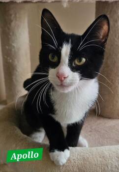 Apollo -  Domestic Short Hair Cat for Adoption in Manchester, Tennessee - Apollo | PetCurious