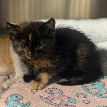 Winona -  Domestic Short Hair Cat for Adoption in Springfield, Illinois - Winona | PetCurious