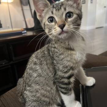 Simon -  Tabby Cat for Adoption in Gilbert, Arizona - Simon | PetCurious