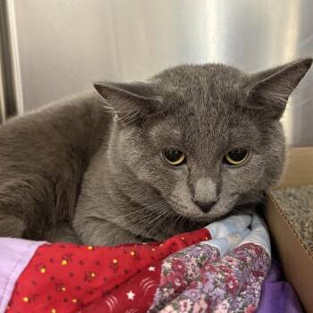 Paramount -  Domestic Short Hair Cat for Adoption in Saint Charles, Missouri - Paramount | PetCurious