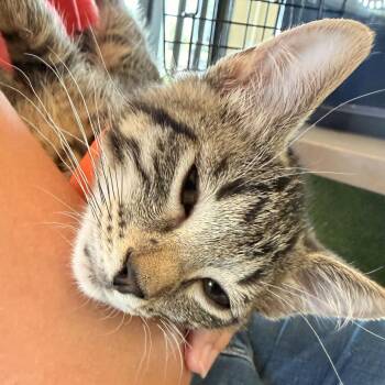 Fly -  Domestic Short Hair Cat for Adoption in Leander, Texas - Fly | PetCurious