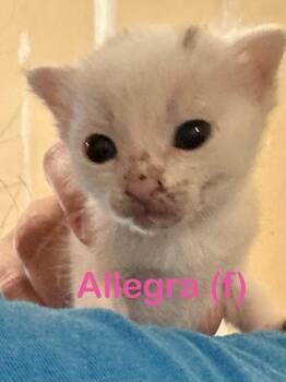 Domestic Short Hair Cats Available for Adoption in New Bern, North Carolina - ALLEGRA Kitten (f) | PetCurious