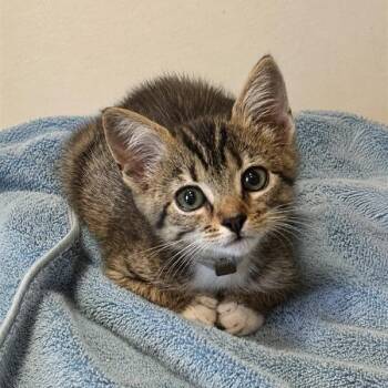 Helga -  Domestic Short Hair Cat for Adoption in Long Beach, California - Helga | PetCurious
