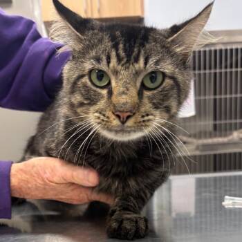 Cosmo -  Domestic Long Hair Cat for Adoption in Knoxville, Tennessee - Cosmo | PetCurious