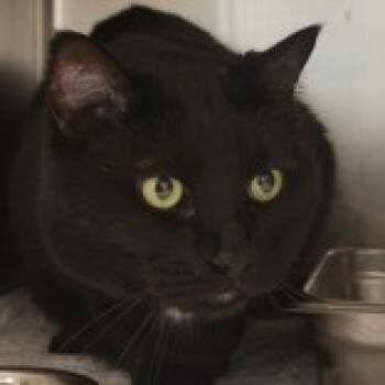 Rescue Domestic Short Hair Cats for Adoption in Gloucester, Virginia - Polly | PetCurious