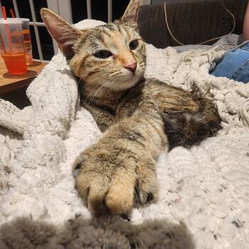 Domestic Short Hair and Torbie Cats Available for Adoption in Greenville, Delaware - Kiwi, Jenkintown PS, (FCID 03/31/2026-112) | PetCurious