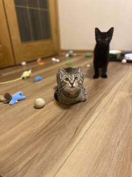 Rescue Domestic Short Hair Cats for Adoption in Pickerington, Ohio - Rosalyn | PetCurious