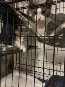 Becca -  Domestic Short Hair Cat for Adoption in Chatham, Virginia - Becca | PetCurious