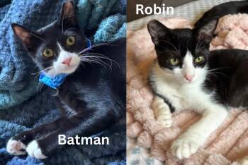 Batman & Robin - bonded siblings -  Tuxedo Cat for Adoption in Los Altos, California - Batman & Robin - Bonded Siblings | PetCurious