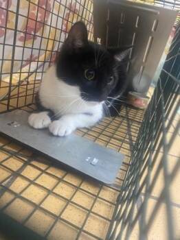 Domestic Short Hair Cats Available for Adoption - Bugs | PetCurious