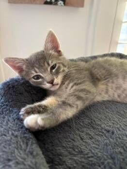 PURFECT -  Domestic Short Hair Cat for Adoption in Tustin, California - PURFECT | PetCurious