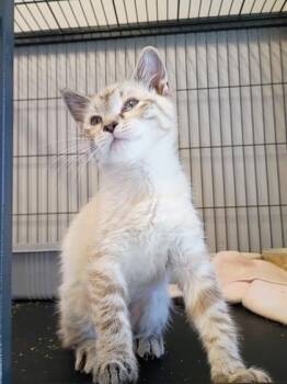 Whisper -  Siamese and Domestic Short Hair Cat for Adoption in Beatrice, Nebraska - Whisper | PetCurious