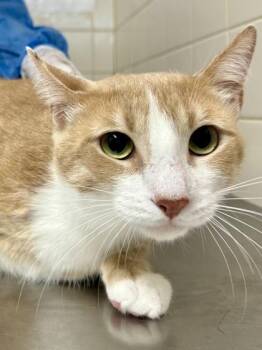 Oliver -  Domestic Short Hair Cat for Adoption in San Antonio, Texas - Oliver | PetCurious