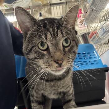 Rescue Domestic Short Hair Cats for Adoption in New York, New York - Rum Tum Tugger | PetCurious