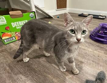 Rescue Domestic Short Hair Cats for Adoption in Cincinnati, Ohio - Calabaza | PetCurious