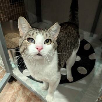 Heat Wave -  Domestic Short Hair Cat for Adoption - Heat Wave | PetCurious