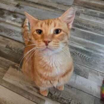 Hubba Bubba -  Domestic Short Hair Cat for Adoption in Bloomington, Illinois - Hubba Bubba | PetCurious