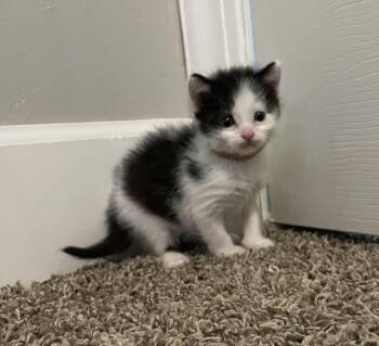 Domestic Short Hair Cats Available for Adoption in Fruit Heights, Utah - Pinkie Pie | PetCurious