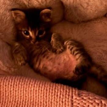 Drake D2 -  Domestic Short Hair Cat for Adoption in Edinburg, Texas - Drake D2 | PetCurious