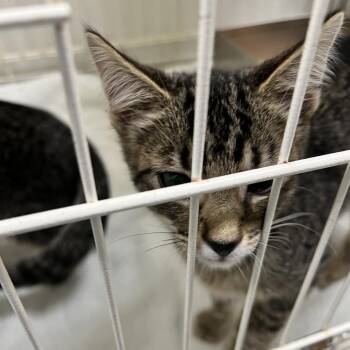 72046 -  Domestic Short Hair Cat for Adoption in Harrisonburg, Virginia - 72046 | PetCurious