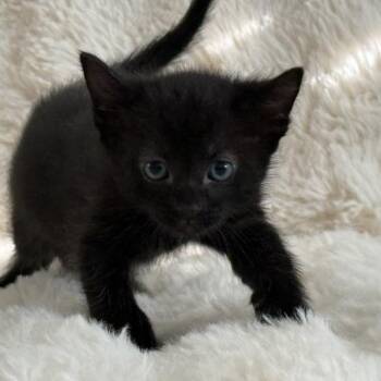 Alicia -  Domestic Short Hair Cat for Adoption in Houston, Texas - Alicia | PetCurious