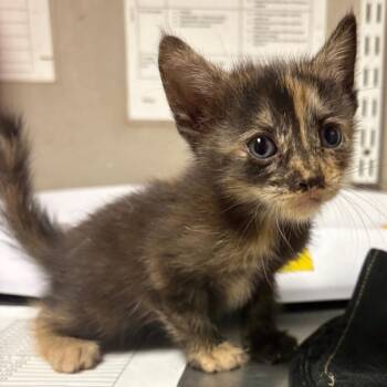 Penny -  Domestic Short Hair Cat for Adoption in Yuma, Arizona - Penny | PetCurious