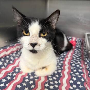 Gertie -  Domestic Short Hair Cat for Adoption in Canton, Illinois - Gertie | PetCurious