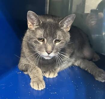 Rescue Domestic Short Hair Cats for Adoption in Westminster, Maryland - MOLLEY | PetCurious