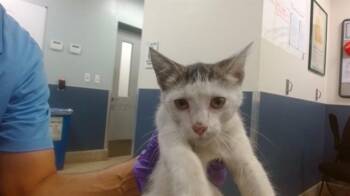 Domestic Short Hair Cats Available for Adoption in Doral, Florida - LORY | PetCurious